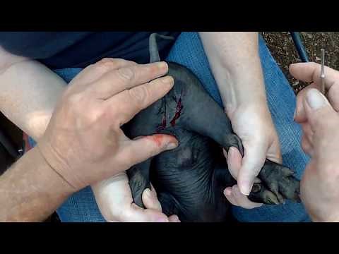 How to castrate boar piglets