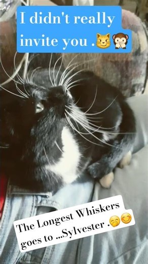 LONGEST WHISKERS 🐈 😻! Lap Cat kitty. #cat #tuxedocat #catvideo #cutecat