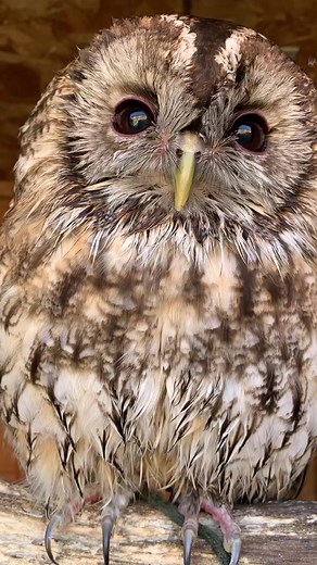 Wild About Britain on TikTok