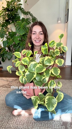 🪴 Peperomia obtusifolia Apparently, this plant wants to be left alone. 😂 this plant has been with me through 2 moves & many life changes! And we’ve both made it here with lots of growth 😊 ‼️The most important thing to know about Peperomias is this ⬇️ DO NOT OVERWATER THEM! They will die so fast. Always air on the side of underwatering & they’ll do much better. You’ve got this 💪💚🪴 #plantswap #girlwithplants #plantstyle #garden #gardening #horticulture #botany #houseofplantlovers #foliagefri