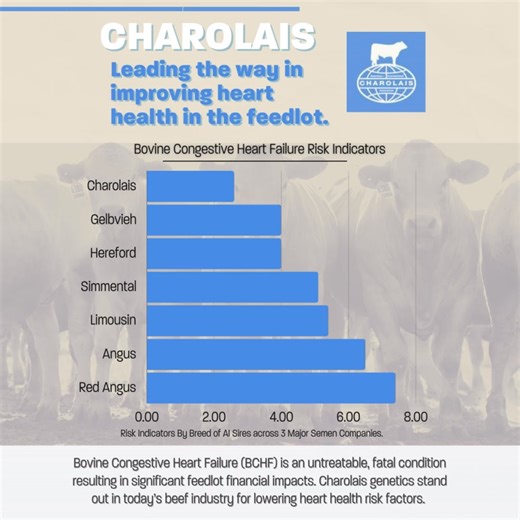 Bovine Congestive Heart Failure (BCHF) is a serious matter for cattle feeders. Cattle with high-risk indicators of BCHF are 28 times more likely to develop the disease than their low-risk counterparts. Charolais genetics offer a unique ability to create feeder cattle that not only excel in efficiency, growth, and performance-but also make a difference in profitability due to this serious condition. | American-International Charolais Association