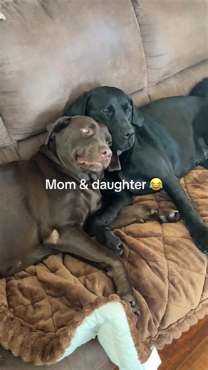 Adorable Labrador Puppies: A Heartwarming Moment