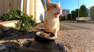 1.8M views · 139K reactions | Ginger cat reactions to the wet food and the delivery robot! | Talking Catty | Facebook