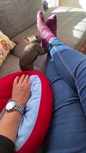 8.7K views · 28K reactions | Just 5 minutes of a lazy afternoon playing with Rory. His tummy issues are starting to clear up and he is a happy little boy It’s just such a privilege to handle these littlies and see them develop and learn their legs so to speak. He is moving around with more confidence every day | Wombat Rescue | Facebook