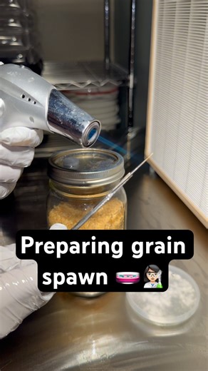 How to inoculate grain with agar #mycology #agar #fungi