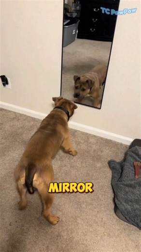 Puppy First Time Seeing Mirror #shorts #shortsvideo #dog