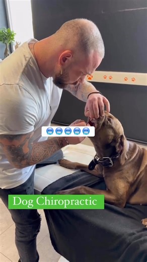 #chiropractic #love #doglife #doglover | Animaux en Folie