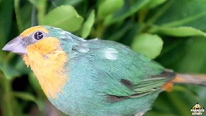 24K views · 2.5K reactions | Parrot finch  #paradiseaviary #finches #aviary #birdroom #breedingseason | Paradise Aviary | Facebook