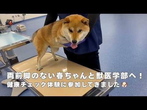 Taking Haru-chan, Who Was Born Without Front Legs, to Veterinary School! We Tried Out a Health Ch...