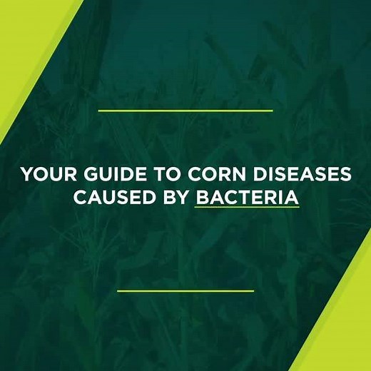 It's important to know there are some #corn diseases caused by bacteria rather than the more common fungi. Learn more about holcus leaf spot, Goss's wilt, Stewart's wilt and bacterial stalk rot in this #AgAdvice: https://learn.ag/32yUsBY | Channel Seed