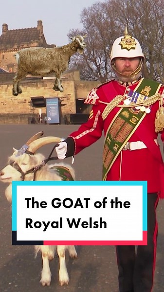 Meet the Royal Welsh Army Mascot: The Goat Major