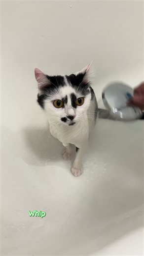 Zora’s Spa Day 🛁😻 | The Calmest Cat Ever