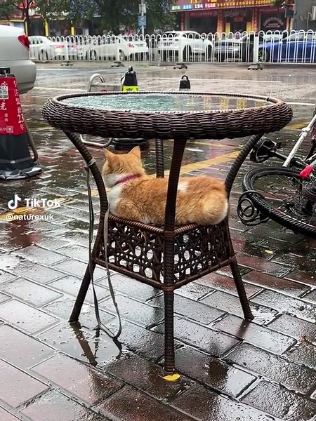 Rainy Day#nature🐾 #cat #rainyday