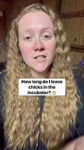So how long should you leave your chicks in the incubator? Chicks should be dry and fluffy before being removed from the incubator. Best practice is to wait until the chicks have all hatched before opening the lid. You don’t want to shrink wrap the chicks! #theeastonhomestead #homesteadlife #homesteader #farmer #homestead #backyardchickens #chickens #poultry | Hannah Easton