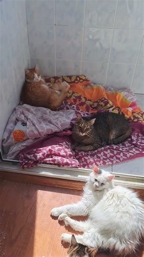 Sunbathing in the morning #MügeAnlı #ZeynePergül 🙂🙃 #love #cats #viral #shorts #Esenler #Istanbul...