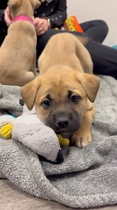 Ahead of our Wine, Wags & Brews event, Sara Dayton, vice chairperson of the SPCA Board of Directors, stopped by to play with puppies and answer a variety of questions. | The SPCA Serving Erie County, NY