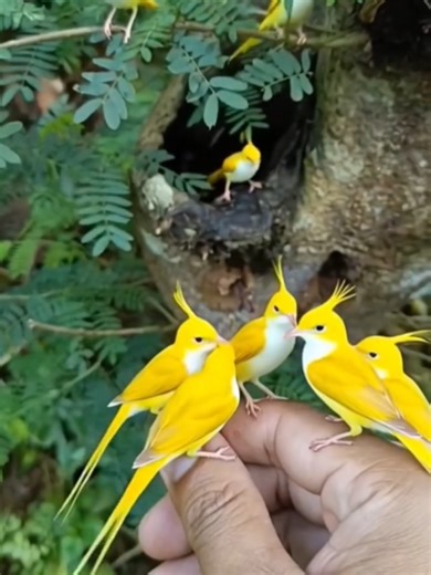 Exploring the Swarm of Yellow Birds in Nature