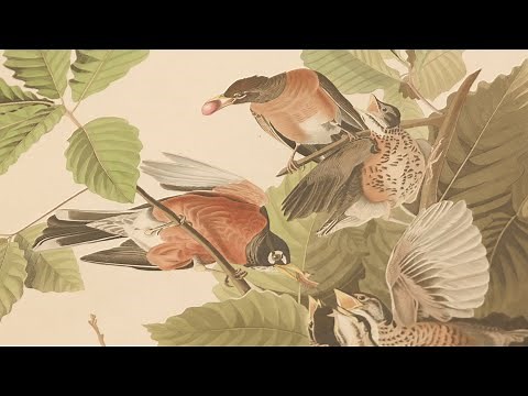 Audubon's astonishing 'Birds of America'