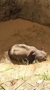 See more >> https://live105media.com/?p=101 | Elephant Supporter