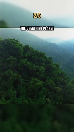 5 Facts About Rainforests That Sound Impossible 🌴