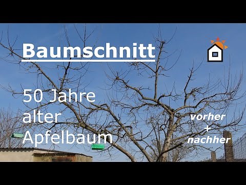 Baumschnitt: Apfelbaum 50 Jahre - vorher & nachher