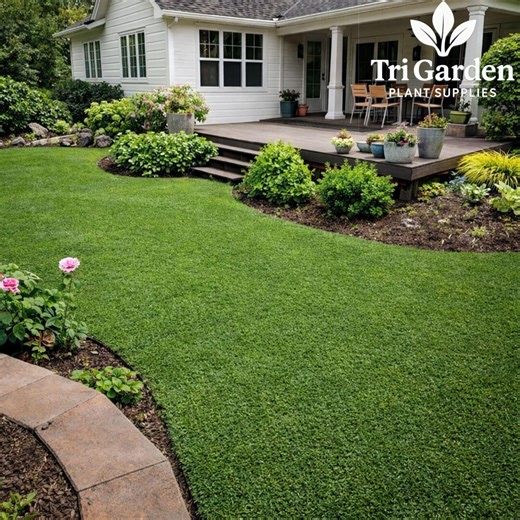 Micro Clover Seeds 5000–8000 Seeds Lawn Alternative Low Maintenance Ground Cover - Etsy