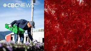 Saffron is the world's most expensive spice. Here's how it's being grown in Canada