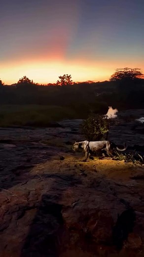 🖤♟️This black leopard and a magical sunset can be found in Kenya’s Laikipia Region. (VIDEO CREDITS: @hshphotos) Did you know, black leopard cubs have a higher likelihood of being black. The black coloration in leopards is caused by a genetic trait called melanism, which results in an excess of dark pigment melanin. If both parents carry the gene for melanism, it increases the chances of their cubs also inheriting the trait and being black. However, not all cubs from black leopard parents will b