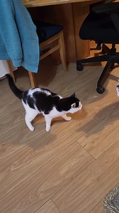 Happy Monday and here's to a great week for all 💕💖💚💚💚💚! We still have the same problem with the page in that we still can't see some replies to comments, but we're hoping that'll just sort itself out 😁👍! You can see here that when I take my time I can get in from the balcony no problem at all 💕💕. Of course Meowmy had to say a quick hi to George & Ginny while I slowly walked past 😁😊. Not forgetting gorgeous Goy who's always eager to be close to me-and not because it could herald the a