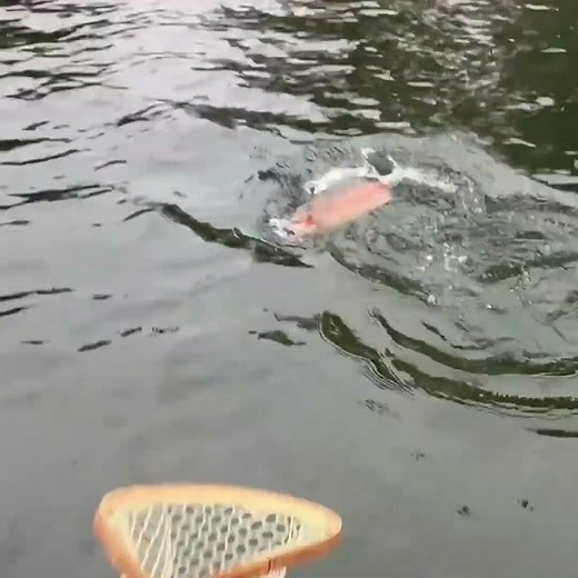 MASSIVE Trout on a Fly Rod