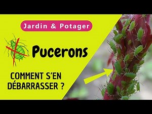 Vous voulez Savoir Comment Éliminer les Pucerons au Jardin et au Potager ?