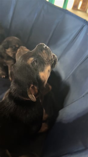 Good Morning with Howling Puppies