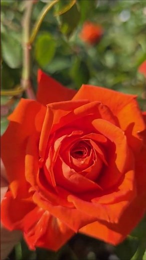 "Tropicana" 🧡 Hybrid Tea Rose // "True Passion" - High disease resistance Rose