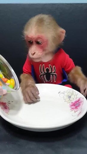 Adorable Monkey Reviews Seven Color Chocolate Candy