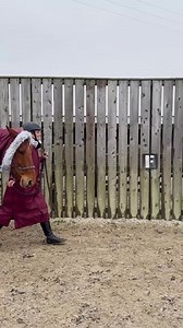 92K views · 1.1K reactions | We bought you ‘The Ultimate Equestrian...