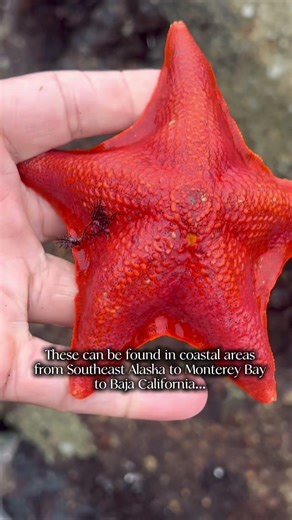 Bat Star In Tidal Pool #wildlife #nature #montereybay #california