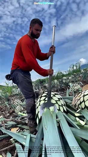 Harvesting Hardiness: How a Shovel Uncovers the Secret to Agave's Longevity