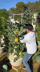 449K views · 9.4K reactions | Aeroponic crops grow faster than...