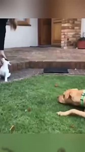 410K views · 8.2K reactions | Firstime dad臘 #highlights #fypシ゚ #pet | Thats life LiL | Facebook