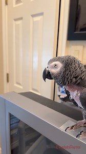 13K views · 804 reactions | Einstein is very impressed with Marcia’s new Cyd mug! Link to the store is in the comments. Visit Cyd at Lucky Lou and Coco Too | Einstein the Talking Texan Parrot | Facebook