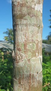 12K views · 34 reactions | How to grafting in jackfruit tree...