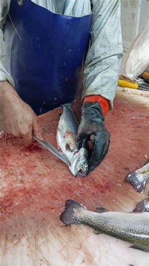 Pro Fish Filleting