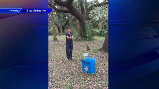 Injured Chuck-will’s-widow set free after being nursed back to health - WSVN 7News | Miami News, Weather, Sports | Fort Lauderdale