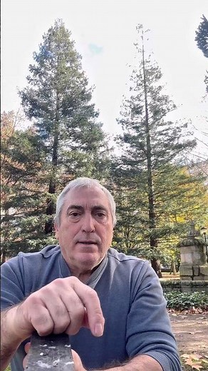 Do you know which is the tallest tree in the world?