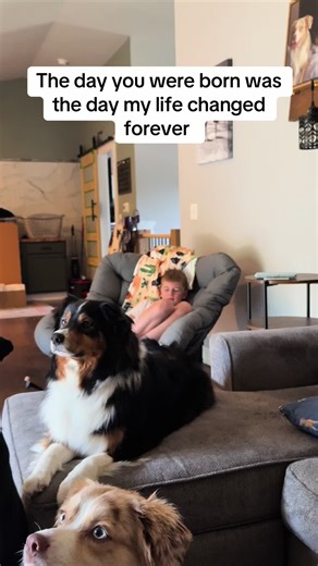 famousdogdad on TikTok