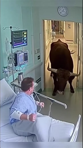 WildPaws on Instagram: "Real Wildlife Moments You’ll Love #wildanimals #wildlife #animals #wildlifephotography #animalrescue #usa #usareels"