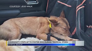 More than 30 Grand Strand Humane Society dogs sheltered in homes ahead of Chantal’s landfall
