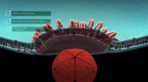 Viral entry process of dengue virus