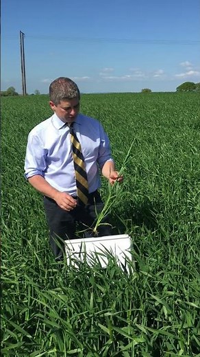 Simple Guide to Growing Hybrid Barley