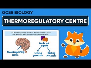 The Thermoregulatory Centre - GCSE Biology